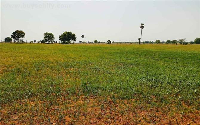 1 Acre Red Soil Form Land for Sale in Tiruchirappalli, Tamilnadu.