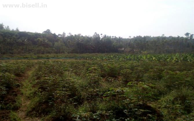 2 Acre wet land for sale for sale at Appad, Meenagadi