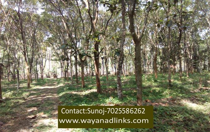 3 acre 65 cent land for sale at Nadavayal, Wayanad