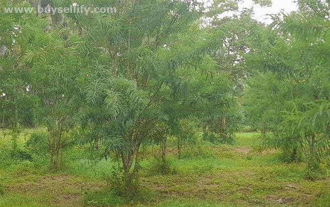 BEAUTIFUL COCONUT & AMLA FARM LAND FOR SALE IN DINDIGUL .