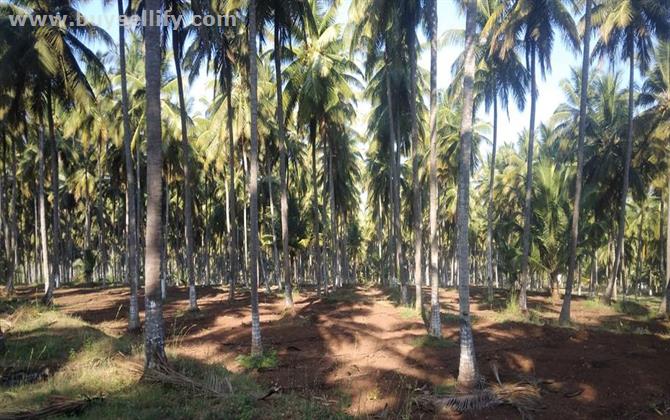 BEAUTIFUL FARM LAND FOR SALE IN COIMBATORE!!!