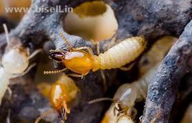 Best Anti Termite Pest Control Service by Sreepesto Ameerpet