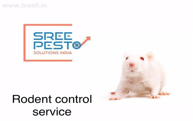 Best Rodent Pest control by sreepesto BanjaraHills