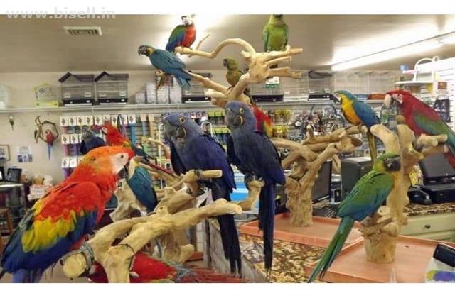 Birds For Sale | Exotic Birds For Sale