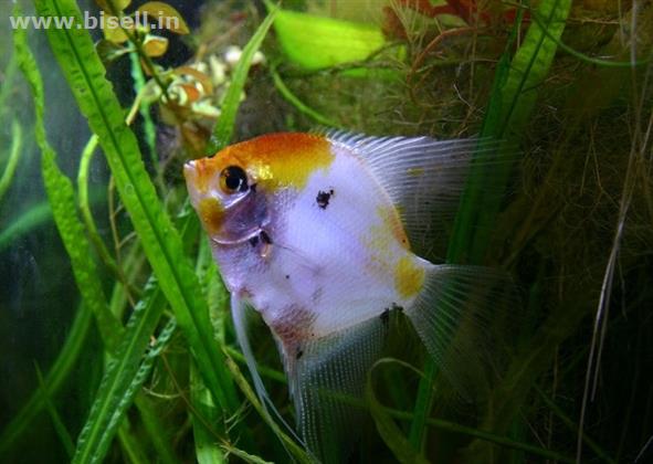 Buy Aquarium Fish Online India call: +91 8053331722 www.petshomey.com