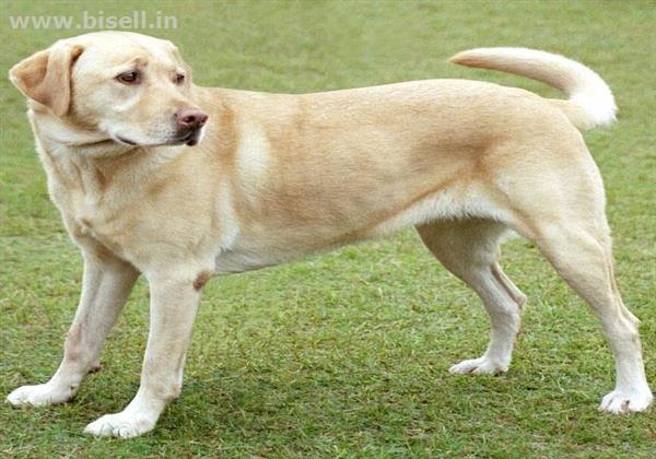 Buy Labrador Puppies Online India call: +91 8053331722 www.petshomey.com