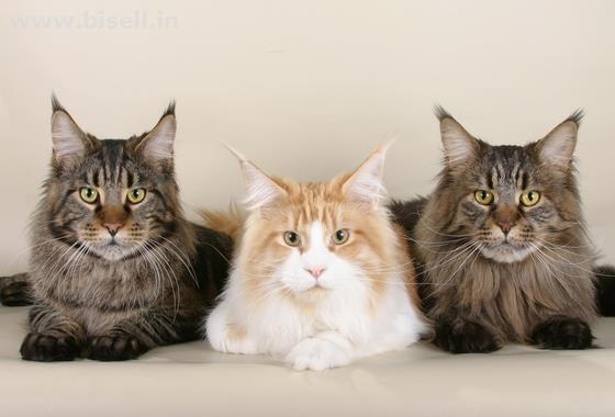 Cat Breeding Centre in India call: +91 8053331722 www.petshomey.com