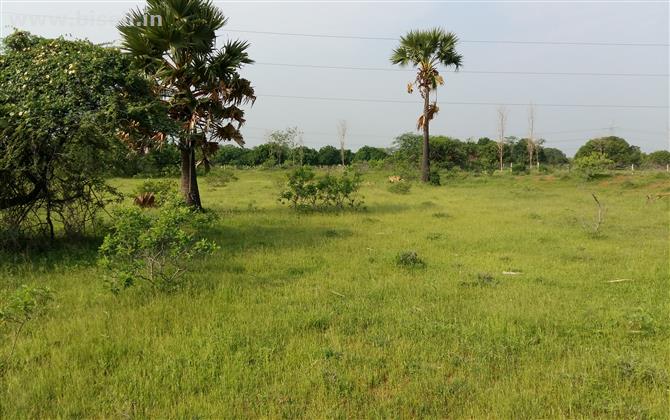 CHEAP AGRI LAND FOR SALE NEAR TIRUNELVELI