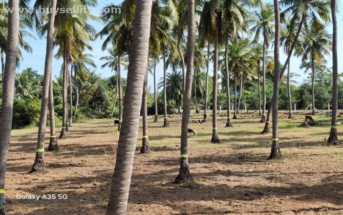 Coconut Farm Land for Sale – 10,000 Sqft with Plantation & Farmhouse Stay @ ECR, Vennangupattu