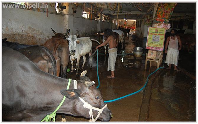 Contribute to Take Care of Holy Cows at Gaushala