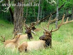 Delhi-Corbett National Park Weekend Tour