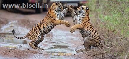 Delhi-Corbett National Park Weekend Tour