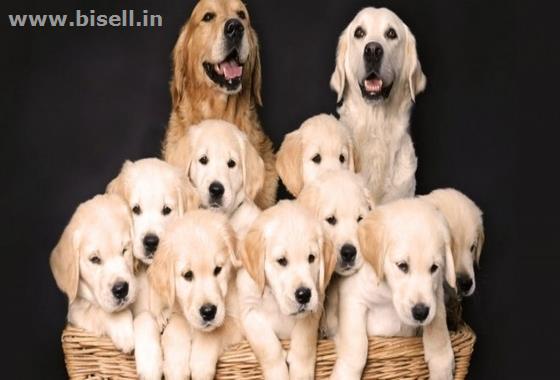 Dog Breeding Centre in India call: +91 8053331722 www.petshomey.com