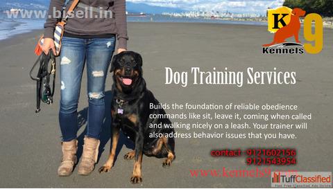 Dog Training in Medchal Hyderabad