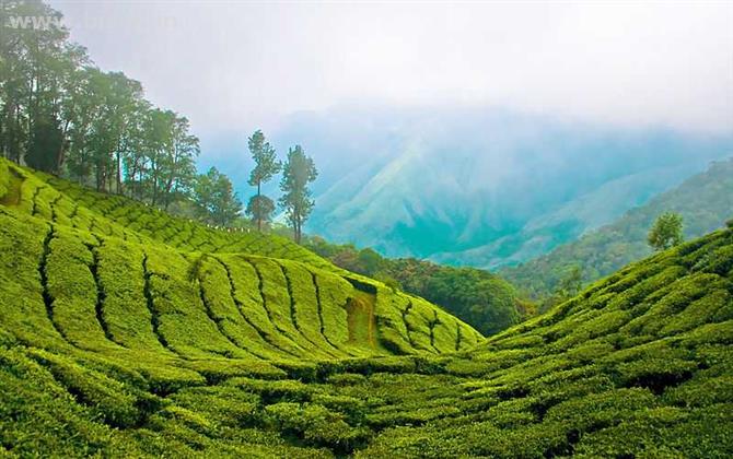 Essential Kerala