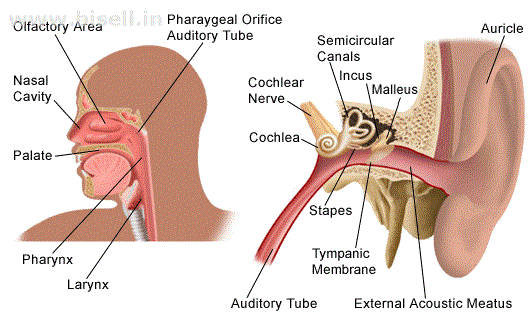 Get The Best ENT Treatment in Delhi