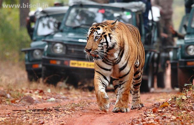 Jungle Safari Tour for Ranthambore