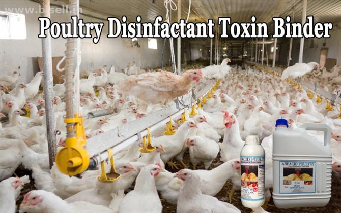 Manufacturer Poultry Acidifier India