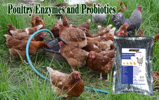 Manufacturer Poultry Probiotics India