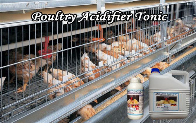 Poultry Acidifier Tonic