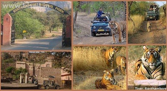 Ranthambore Weekend Tour Ex Delhi