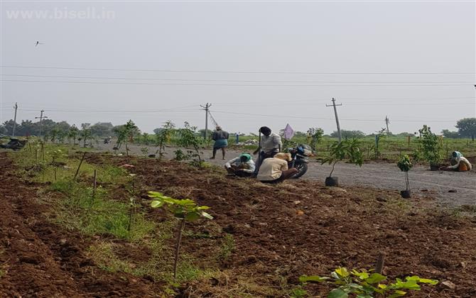 Sandalwood Plantation - Karthika Vanam - Chandragiri, Andhra Pradesh.