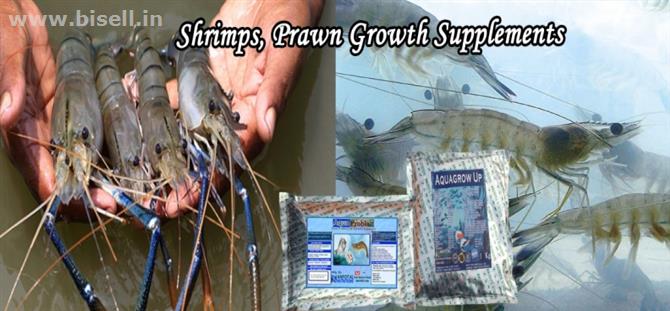 Shrimps, prawn growth supplements