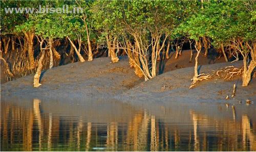 Sunderbans Tour Packages