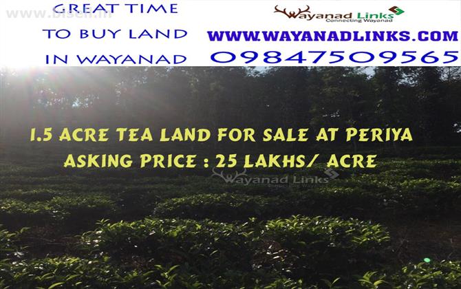 Tea land for sale at Periya,Wayanad