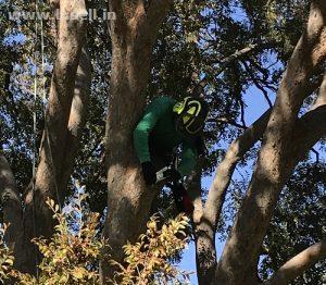 Tree Pruning Services