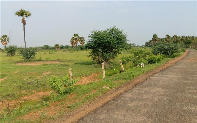 VERY CHEAP AGRICULTURE LAND FOR SALE NEAR TIRUNELVELI