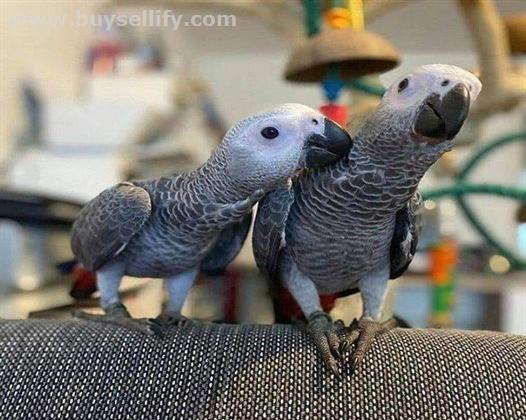 Intelligent & Loving African Grey Parrots – The Perfect Talking Companions